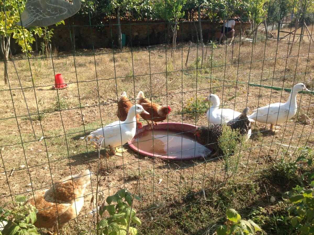 Nature Et Al House - Casa Para Uso Exclusivo E Jardim - Little Farm バターリャ エクステリア 写真