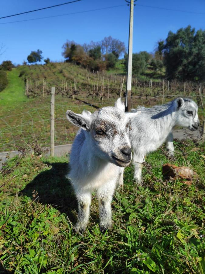 Nature Et Al House - Casa Para Uso Exclusivo E Jardim - Little Farm バターリャ エクステリア 写真
