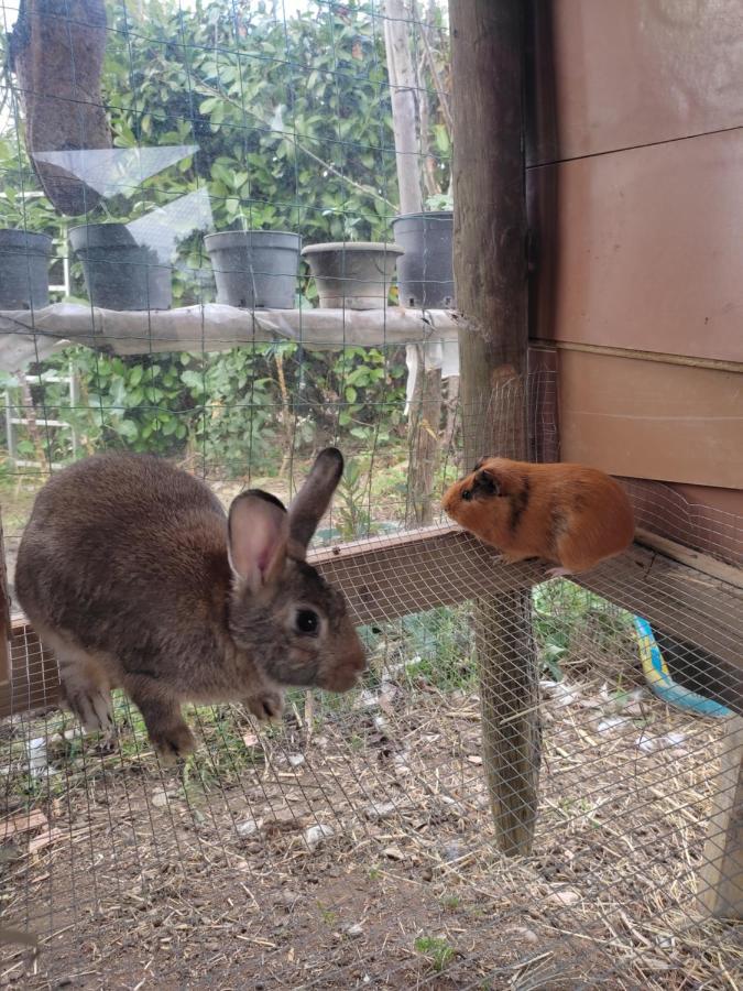 Nature Et Al House - Casa Para Uso Exclusivo E Jardim - Little Farm バターリャ エクステリア 写真