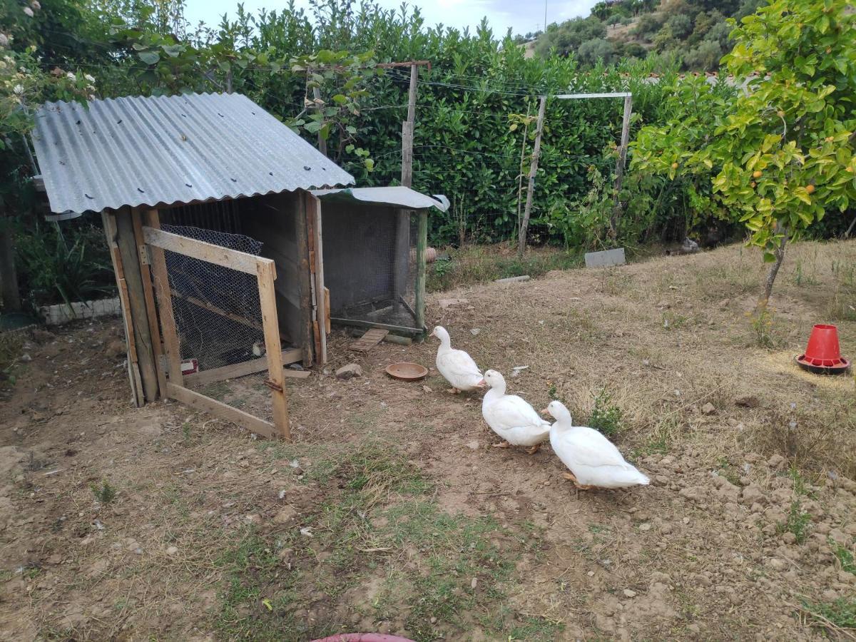 Nature Et Al House - Casa Para Uso Exclusivo E Jardim - Little Farm バターリャ エクステリア 写真